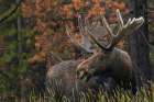 Shiras bull moose-foraging Art Print